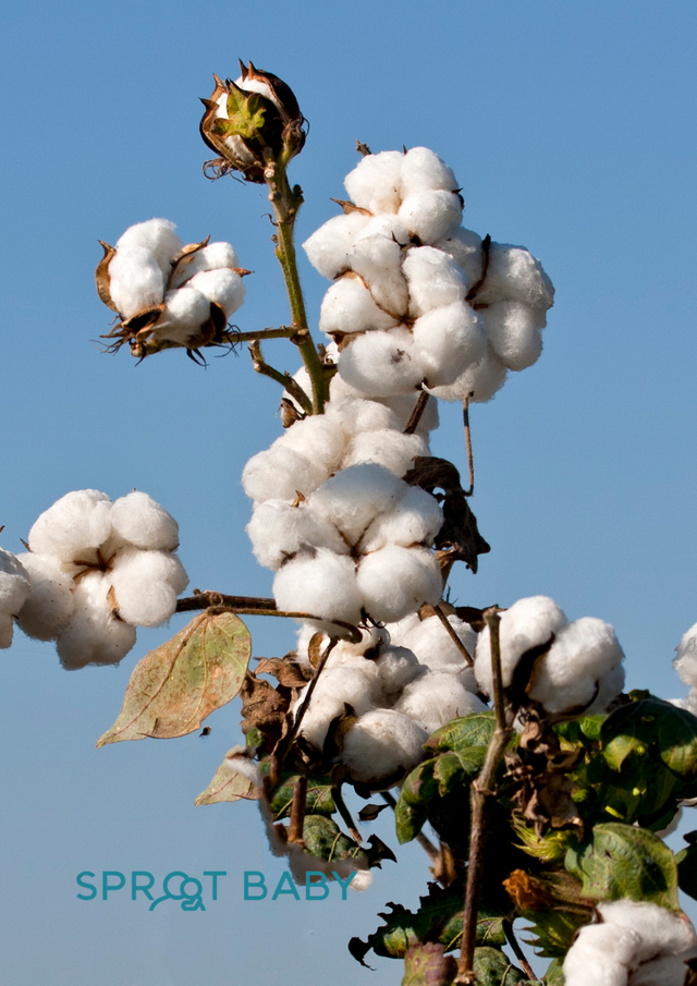 Why GOTS organic cotton is the best choice for your baby's skin